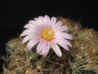 Thumbnail of 1151_Turbinicarpus pseudomacrochele_20100524.jpg